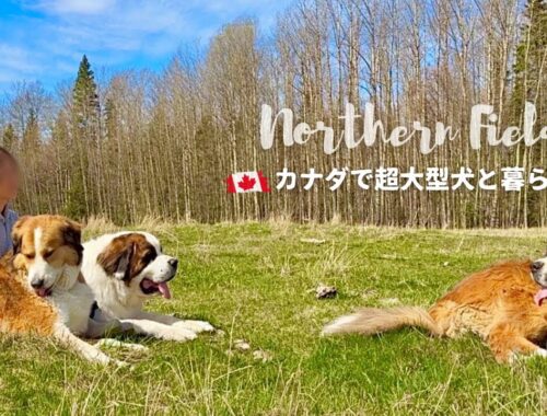【超大型犬 3頭とカナダで田舎暮らし】ボウ、献血ドナーになる！／ササっと日本滞在記