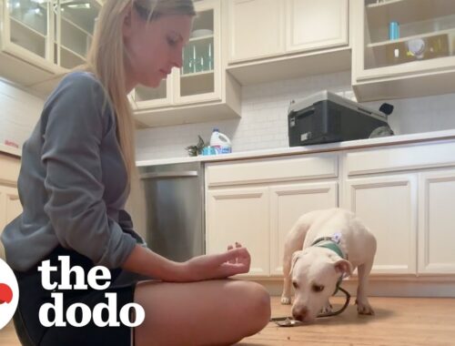 Rescue Dog Flinched When Mom Tried To Pet Her Until... | The Dodo