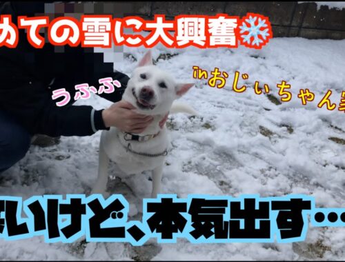 初めての雪に大興奮する紀州犬！！