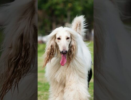 The Majestic Elegance of the Afghan Hound: the grace of the Afghan Hound #Dog #Dogs #Dogfacts