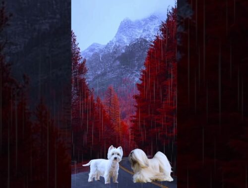 west highland white terrier dog  attack lhasa apso dog #animals #dogs #shorts