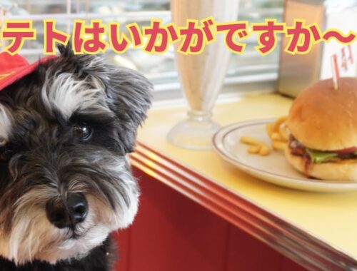【千葉県】ミニチュアシュナウザーがポテトになって人気burger出没したらマック店員さんと間違えられたょ！！