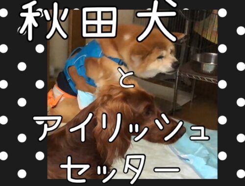 秋田犬とアイリッシュセッター