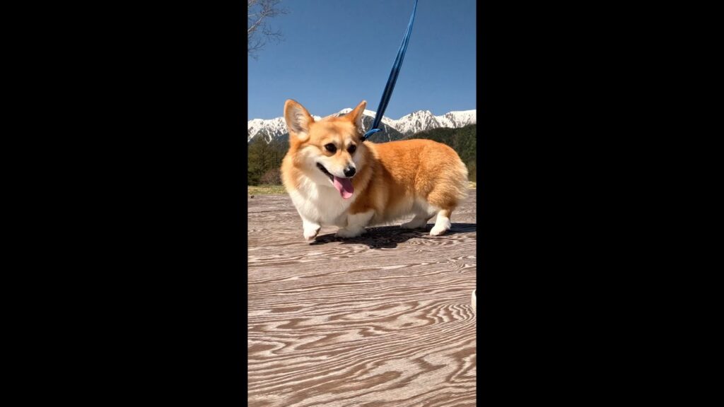 高原の舞台に立ったコーギー / Corgi on stage on the plateau #コーギー #サクラ #corgi