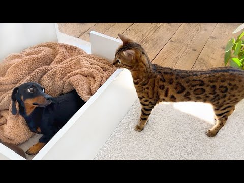 Family Diary- Bengal Cat & Dachshund puppies.