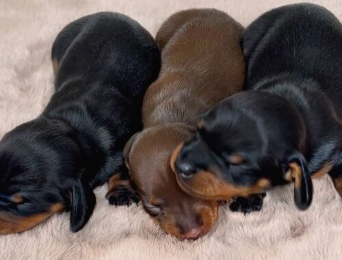 Dachshund puppies 12 days old.