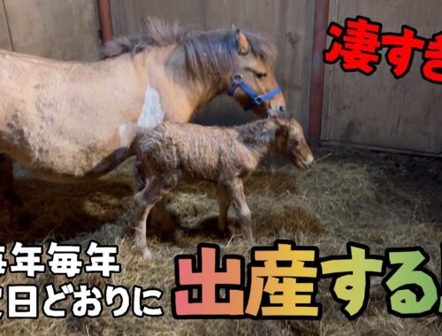 【秋田犬】【馬の出産】黄桜すごすぎ！毎年毎年予定日どおりに出産する馬