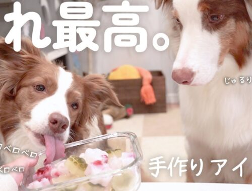 手作りアイスを心待ちしているわんこ達が可愛すぎる✨！！！熱中症対策🌞【犬用アイス作り方】