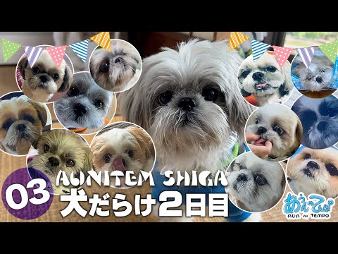 【2日目】シーズー犬だらけのお店開店【AUNITEM SHIGA 2023】vol.3