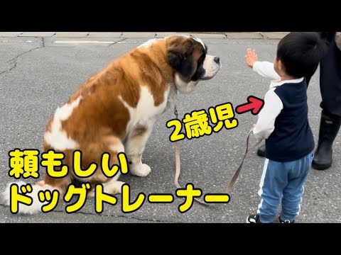 【セントバーナード】2歳児の孫がドッグトレーナー？超大型犬セントバーナードのお散歩をする様子が初めてとは思えないほど上手です。