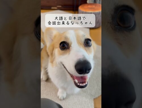 しっかり日本語を理解してるコーギー #コーギー多頭飼い #コーギー #かわいい犬 #ココちゃんファミリー