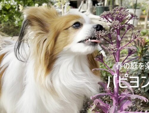 花壇にもぐりこみ春の実家庭をせわしなく楽しむパピヨン犬 #107