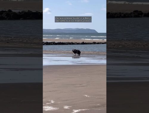 🐶Our dog’s recall means freedom to explore off lead! #dog #dogrecall #beardedcollie #shorts