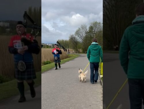 Scottish bagpiper surprises cairn terrier dog at a major Scotland tourist attraction