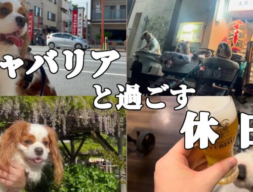 キャバリア犬と過ごす休日【東京亀戸編】