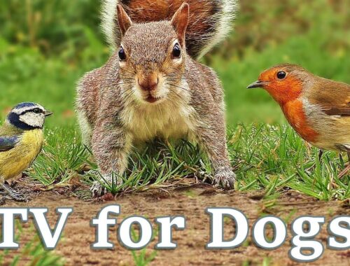 Videos for Dogs To Watch - Dog TV Videos of Birds and Squirrels for Separation Anxiety