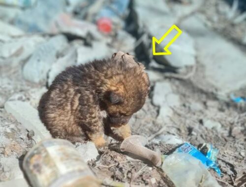 Eating trash to survive, the tiny puppy wailed in longing for his mom in hunger