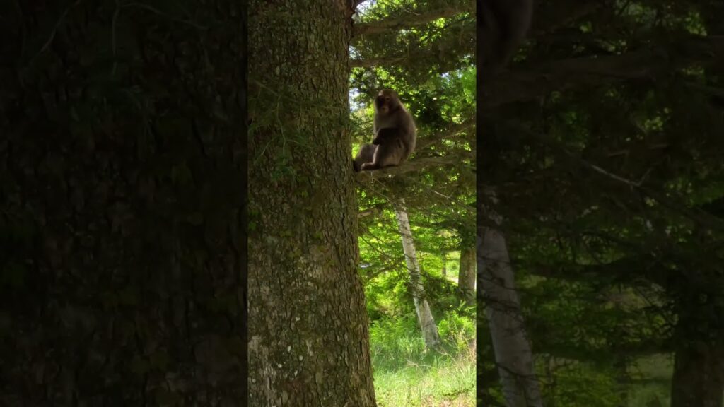 野生の猿に出会ったコーギー / A wild monkey and a corgi #コーギー #猿 #corgi 野生の猿に出会ったコーギー / A wild monkey and a corgi #コーギー #猿 #corgi