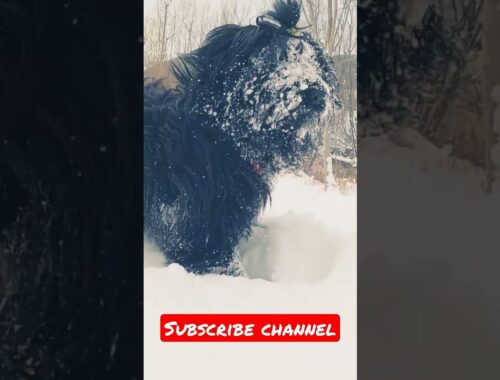 Cute Tibetan Terrier dog 🐶🐕 enjoying in snow #shorts #youtube #viral