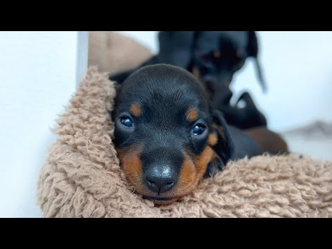 Family Diary- Dachshund puppies 2 weeks old.