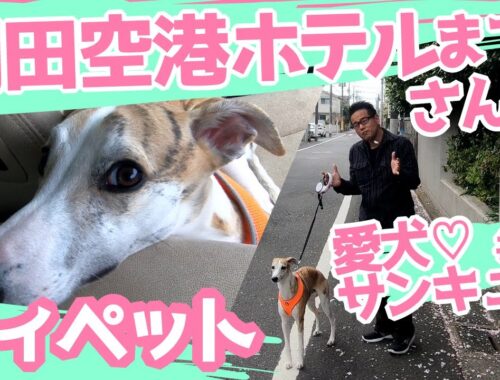 【ウィペット】愛犬サンキュー散歩～羽田空港ホテル編