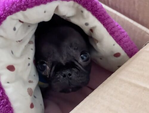 Lying curled up in a paper box, the poor puppy was abandoned with a message asking for help