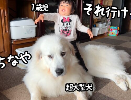 【夢が！】ついに超大型犬を完全に乗りこなしてしまった１歳児が凄すぎました…｜グレートピレニーズ&オールドイングリッシュシープドッグ&トイプードル