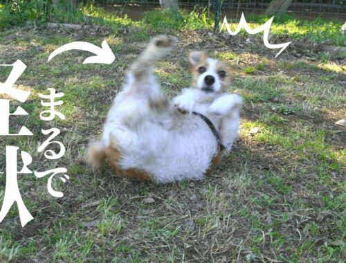 【ルーティン】日本最大級のドッグランで掻き乱す子犬ジャックラッセルテリア