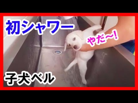子犬 ベル！初めてのシャンプーに怖がる ラブラドールレトリバー 大型犬
