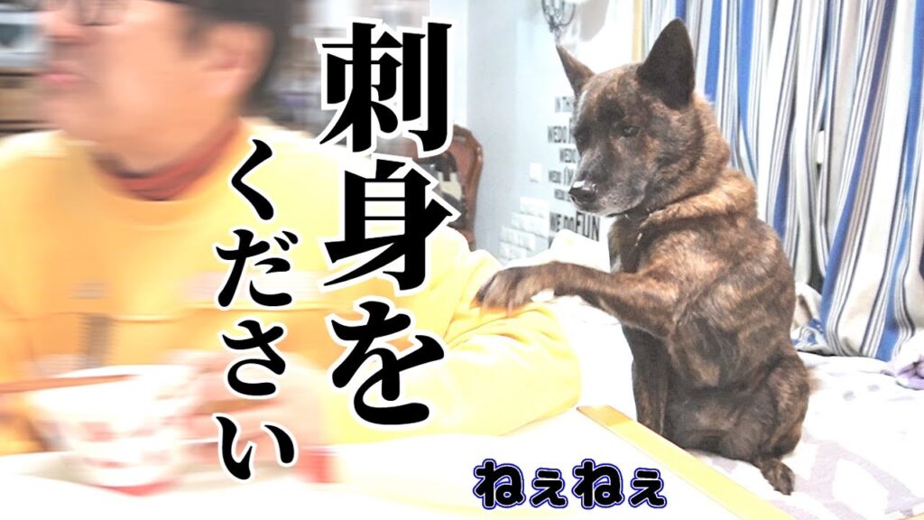 大好物のお刺身を遠慮がちにおねだりする甲斐犬 #甲斐犬 #柴犬 #vlog 【柴犬・甲斐犬】 大好物のお刺身を遠慮がちにおねだりする甲斐犬 #甲斐犬 #柴犬 #vlog 【柴犬・甲斐犬】