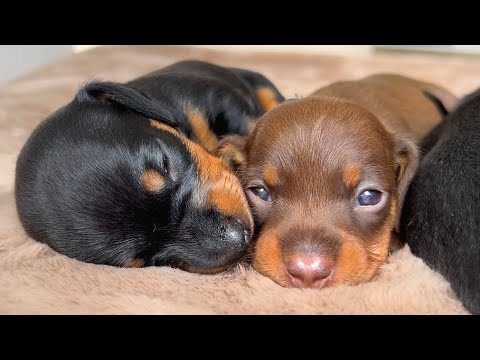 Dachshund puppies become more active.