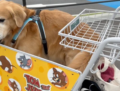 愛犬と一緒にショッピングを楽しみたい時は本当に乗りたいのかワンちゃんに聞いてください。