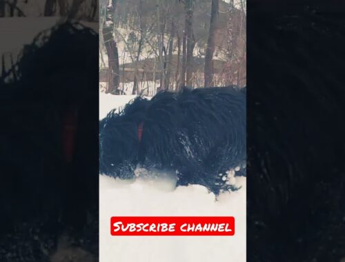 Cute Tibetan Terrier dog 🐶🐕 playing in snow #shorts #youtube #viral