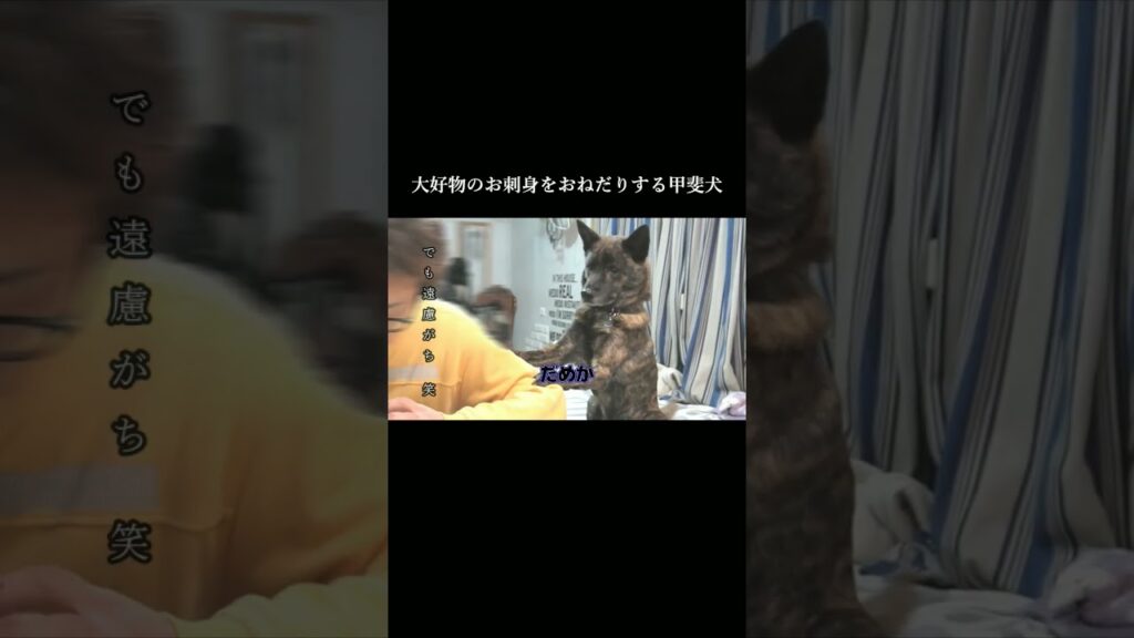 大好物のお刺身をおねだりする甲斐犬 #甲斐犬#youtubeshorts #ご飯 大好物のお刺身をおねだりする甲斐犬 #甲斐犬#youtubeshorts #ご飯