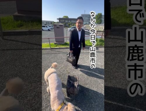 誰でしょうか？#スタンダードプードル#大型犬#熊本弁#山鹿#Japan#Kumamoto#standard poodle