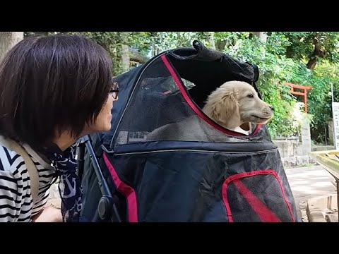 歩けなくても大丈夫！ペットカートに乗って初めての動物園へ。【Golden Retriever japan】