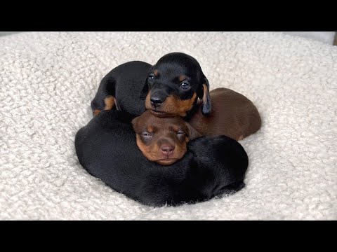 Cute Mini Dachshund puppies.