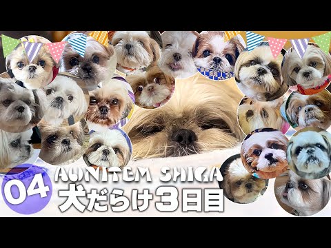 【3日目完結】シーズー犬だらけのお店開店【AUNITEM SHIGA 2023】vol.4