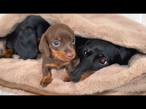 We know which Dachshund puppy will stay with us forever.