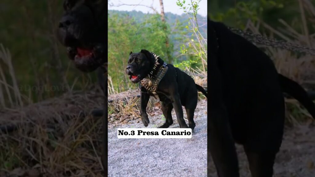 Top 6 Fearless And Muscular Dog Breeds In the World 🔥🔥 #shorts