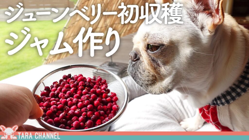 甘くて美味しいジューンベリー収穫 ワンコも食べられるジャム作り【フレンチブルドッグ】 甘くて美味しいジューンベリー収穫 ワンコも食べられるジャム作り【フレンチブルドッグ】