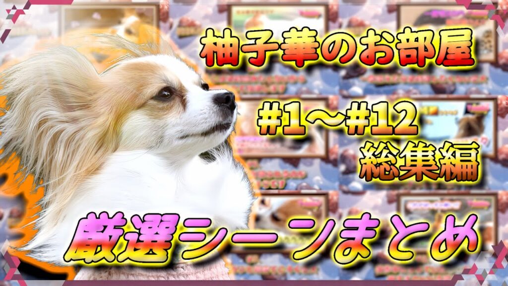 【厳選シーンまとめ】柚子華のお部屋#1~#12総集編【ペット/パピヨン/柚子華】 【厳選シーンまとめ】柚子華のお部屋#1~#12総集編【ペット/パピヨン/柚子華】