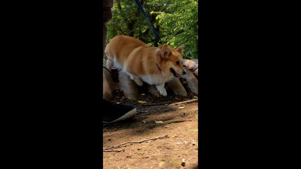 公園の土手を歩くコーギー / Corgi walking along the bank of the park #コーギー #サクラ #corgi 公園の土手を歩くコーギー / Corgi walking along the bank of the park #コーギー #サクラ #corgi