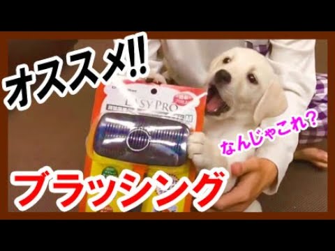 簡単クッションスリッカーブラシ(ドギーマン) ラブラドールレトリバー 大型犬