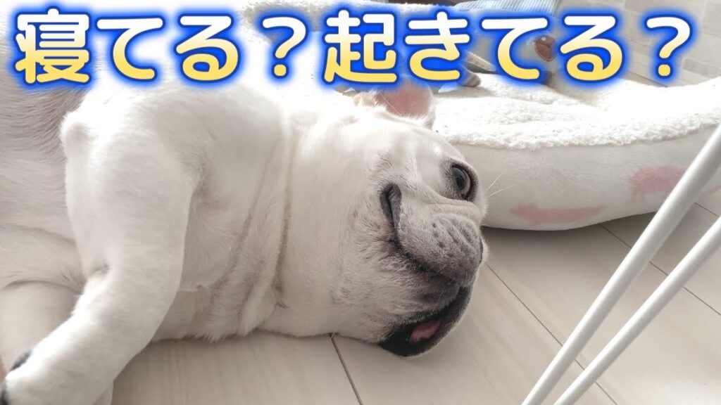 ポルコさんは寝てる?起きてる?【フレンチブルドッグ frenchbulldog】 ポルコさんは寝てる?起きてる?【フレンチブルドッグ frenchbulldog】
