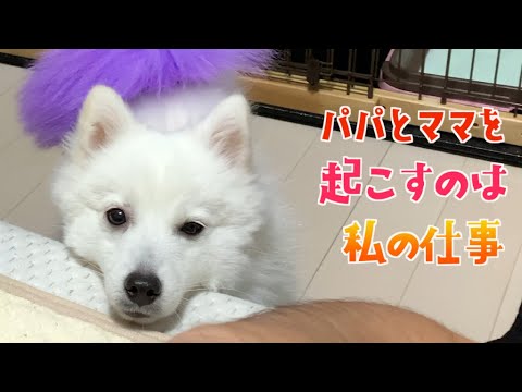 毎朝起こしに来る子犬!かえで朝の日課【日本スピッツ かえで】 毎朝起こしに来る子犬!かえで朝の日課【日本スピッツ かえで】