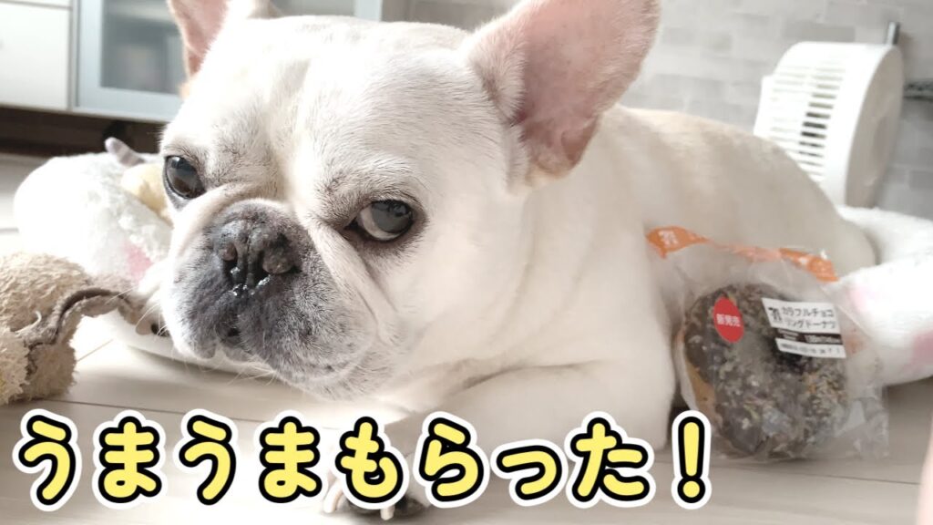 ママから差し入れ来た!【フレンチブルドッグ frenchbulldog】 ママから差し入れ来た!【フレンチブルドッグ frenchbulldog】