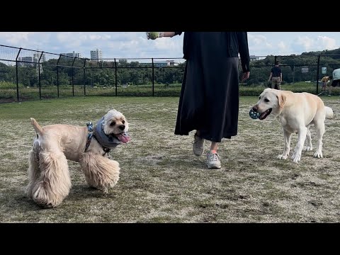 【久しぶりです】ぽての最近 【久しぶりです】ぽての最近