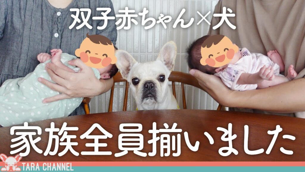赤ちゃんにヤキモチ焼いていたフレンチブルドッグが優しいお姉ちゃんに成長! 赤ちゃんにヤキモチ焼いていたフレンチブルドッグが優しいお姉ちゃんに成長!
