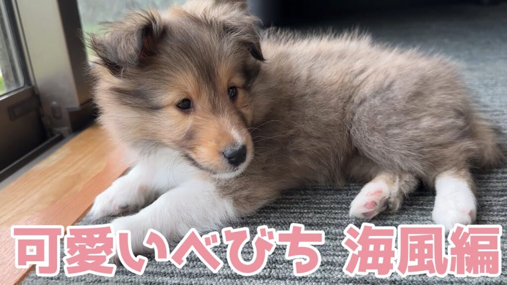 【シェルティ】可愛いべびち💕【海風編】 【シェルティ】可愛いべびち💕【海風編】